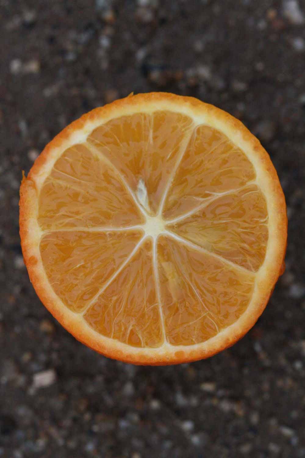              Fruit cross-section (Riverside, CA)       